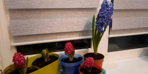 Jak zasadit hyacint květina v otevřené půdě a starat se o něj